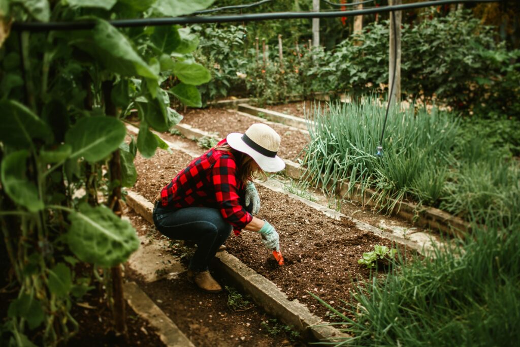 pexels photo 27176055 27176055 Woman in a hat tending to a vegetable garden, surrounded by lush plants, showcasing outdoor gardening.